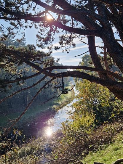 Uitzicht op een riviertje in het bos in de zon