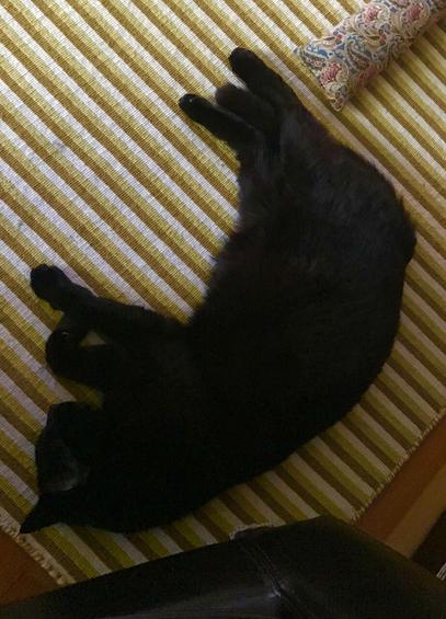 A top down photo of a sleeping, black domestic house cat laying at about an eighty degree angle on top of a similarly-angled white and yellow, thin-striped rug. The cat is laying on its own tail that is tucked back straight and neatly behind its own body except for the tip, which pokes helplessly out between two stiff, fuzzy back feet.
The nails on the feet are a little overgrown and and protrude slightly; you can maybe hear them tapping against hardwood floor or tile when the cat is up and walking about. But right now they are completely silent.
Perpendicular to the back of the cat is a thin, rectilinear pillow with a paisley design on the outer fabric which is, I believe, 100% cotton. The pillow belongs to the cat.