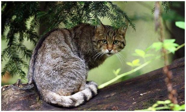 Eine "Europäische Wildkatze" auf einem Baum.