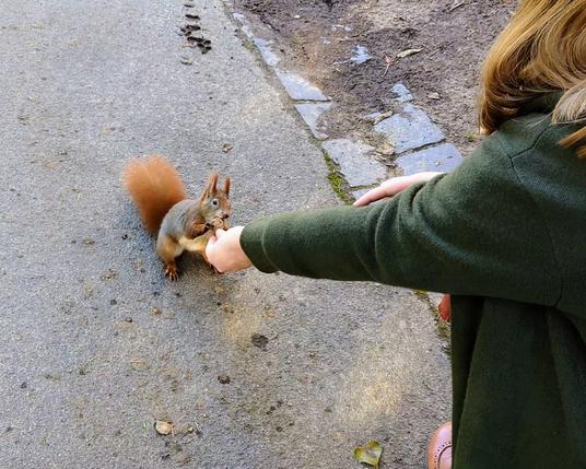 Zu sehen ist eine Person von hinten, sie hockt auf dem asphaltierten Boden und streckt einem rotbraunen Eichhörnchen die Hand aus. In der Hand befindet sich eine Walnuss, welche das Eichhörnchen gerade mit dem Maul zu greifen versucht.