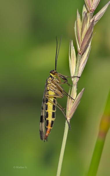 Scorpionfly on a blade of grass