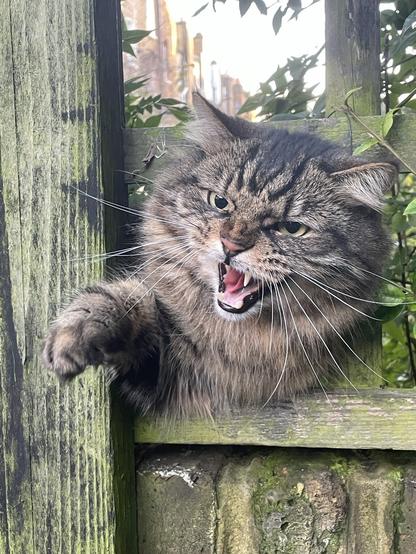 Long haired tabby cat scowling and baring his fangs through a fence.