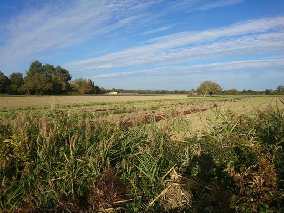 Picture of a field, slightly cloudy blue sky
