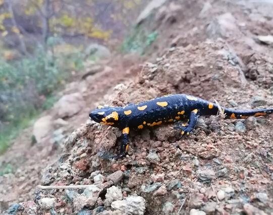 Photo of a black amphibian with orange markings and a long tail as it sits on wet earth after rain.