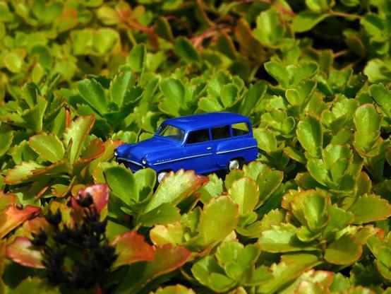 Ein blaues Wiking Modellauto (Opel Olympia) steht inmitten einer bodendeckenden Pflanze.