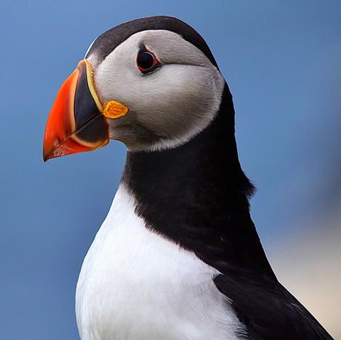 Portrait of a Puffin