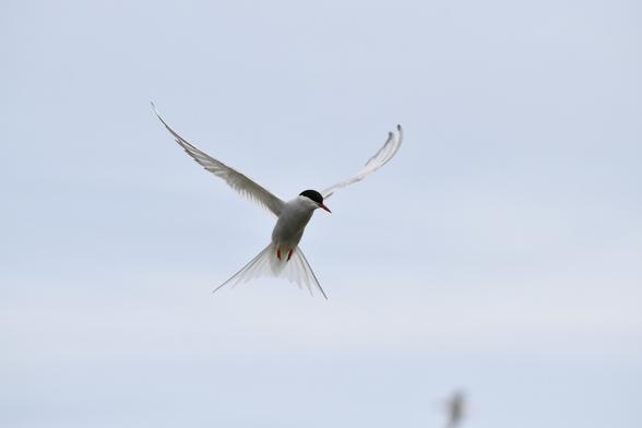 Tern in flight