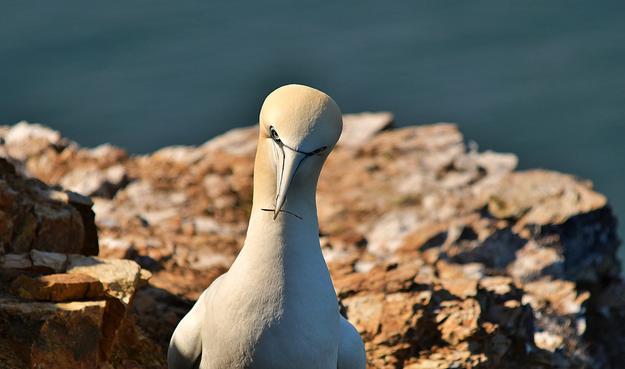 Gannet with token effort for nest