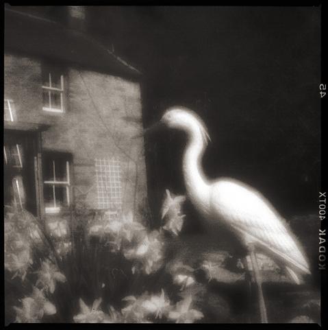 Square black and white photo.  In the background is the left-hand side of an old Scottish house.  There are two dark windows above each other.  To the right of the lower is some plastic trellising for roses to grow up.  In the bottom left are daffodils.  In the right half is a plastic flamingo, white against a background that is almost completely black but for some texture.

The entire photo has an ethereal  blur, the lighter parts glowing.