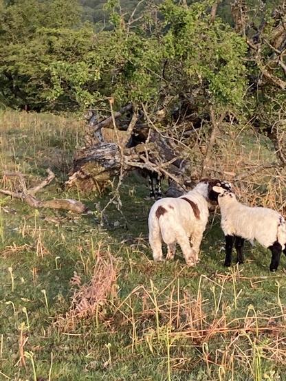 Dog and lamb stood together on the moor
