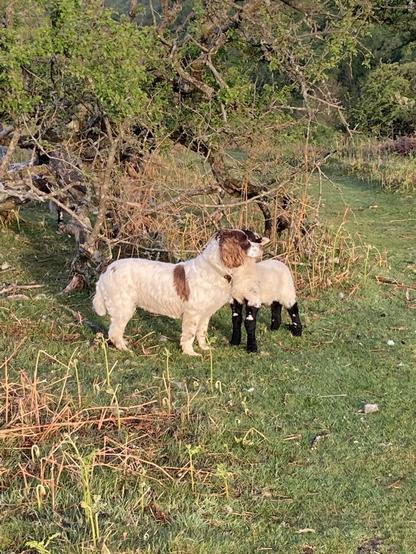 Dog and lamb standing close on the moor
