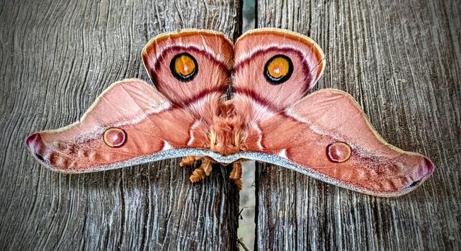 Close up of a large furry moth with an intricate pattern