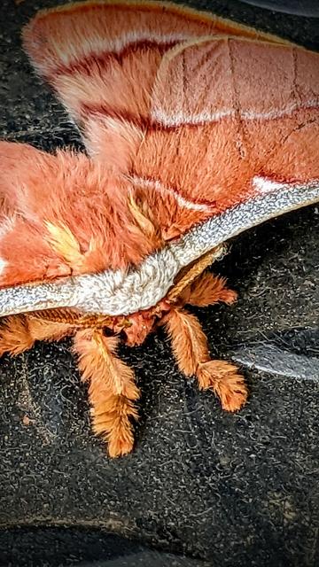 Close up of the furry abdomen and front legs of a moth