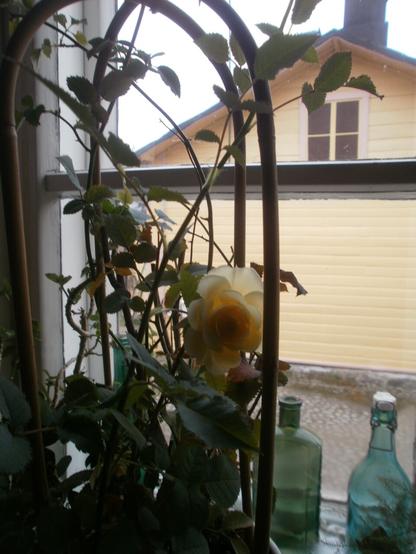 Ikkunaa vasten oleva samppanjanvärinen ruusu.