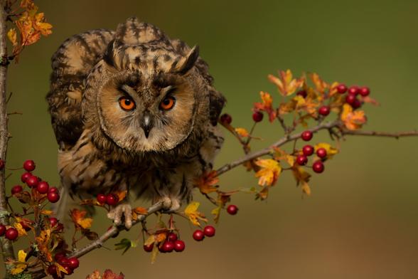 Ransuil op een tak met mooie herfstbladeren en besjes. De achtergrond is groen vervaagd. De uil zit voorovergebogen en kijkt je met zijn oranje ogen indringend aan