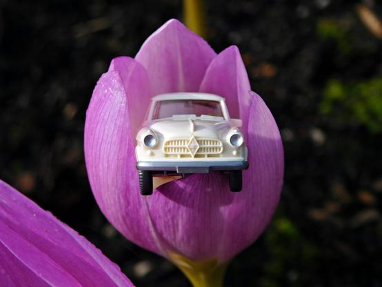 Cremeweißes Wiking-Modell einer Borgward Isabella in einer hell-lila Blüte.