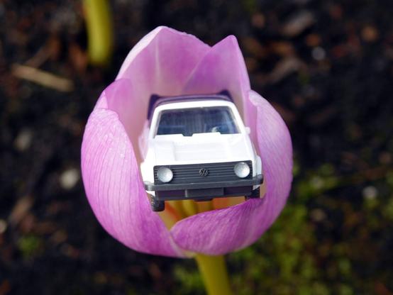 Weißes Wiking-Modell eines VW Golf I Cabrio in einer hell-lila Blüte.