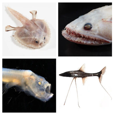 Photos of four different deep sea fish species with bizzare shapes.