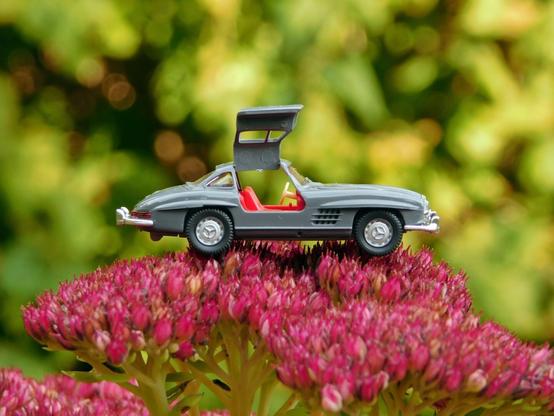 Ein Wiking Modellauto des MB 300 SL Flügeltürers steht mit geöffneten Türen auf den Blüten einer Fetten Henne.