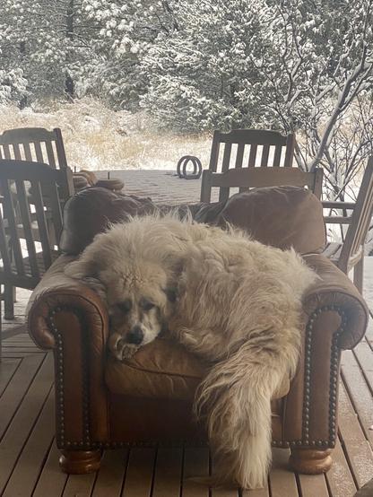 A very large Grey Pyrenees lies curled up on a leather chair, which is outside on a porch with snow visible in the background.