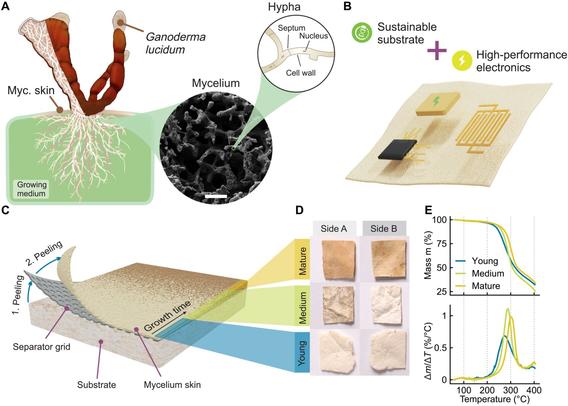 A complicated figure showing formation and properties of mycelium skin. (A) Structure of G. lucidum fungus. Mycelium roots are growing inside the chosen medium, with fruiting bodies forming on the surface at longer growth times. Mycelium strains consist of hyphen structures on a microscopic level. Scale, bar 10 μm. (B) Concept of using mycelium skin as substrate for electronic devices. (C) Growth of mycelium skin on PE-separator grid and underlying substrate. (D) Three distinct types of mycelium skin are obtained depending on the growth time. Sides A and B refer to the surface in contact with the surrounding air and the separation grid, respectively. (E) TGA of all mycelium types with a constant temperature change of 0.166 K/s, revealing thermal stability to more than 250°C.