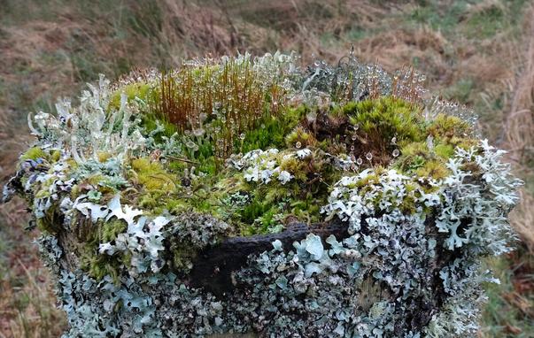 The top of a fencepost, about 8 inches in diameter has a miniature garden of various lichens and mosses. Clumps of sporophytes on the mosses have many beads of dew