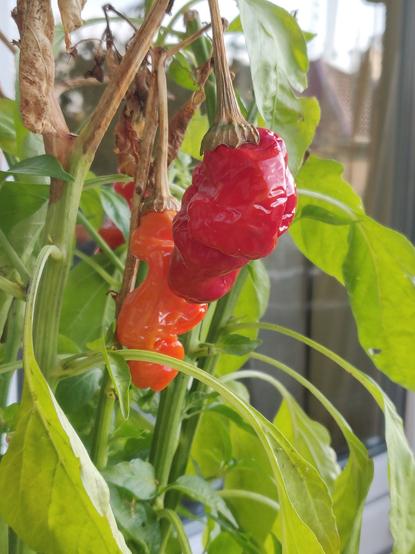 Zwei Chilischoten, eine rot, eine orange, hängen an der Pflanze