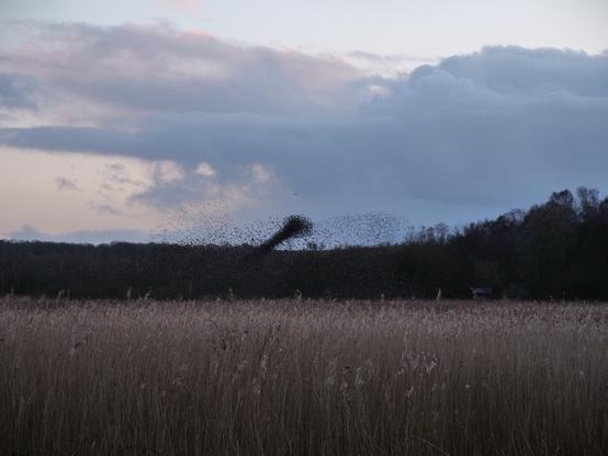 Starling Murmuration
