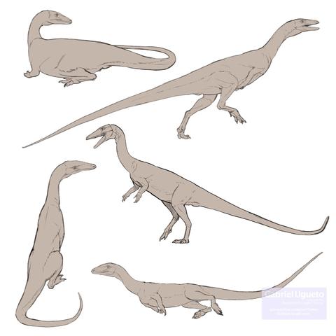 Sketch study of Coelophysis in various positions