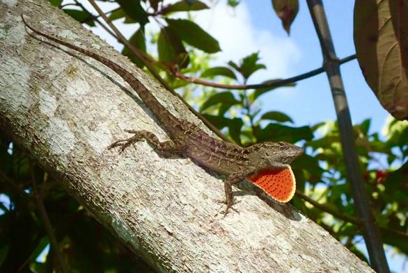 An anole lizard, facing right, with an extended orange dewlap.