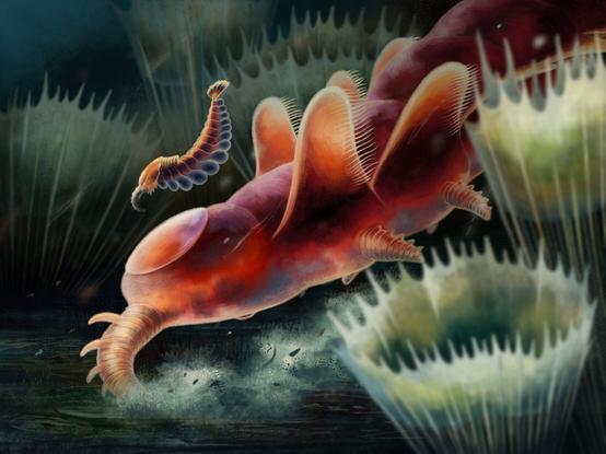 Artistic reconstruction of the Ordovician fossils Mieridduryn bonniae. Original artwork by Franz Anthony. They are segmented water animals with round lobes on sides of the body, a smooth shield on the head, and a proboscis sticking out from the front, which they use for digging in sediment on the floor.