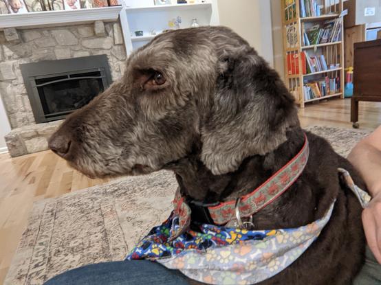 Side profile of adult chocolate and silver labradoodle with red and blue crab bowtie collar and colorful pawprint bandana.