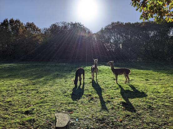 3 llamas in a field with trees behind them, backlit by the winter sunshine their long shadows on the grass in front.