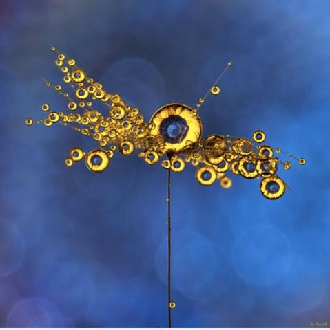 Abstract macro image of a vivid blue and yellow flower lensed through multiple water droplets. By photographer Don Komarechka in homage to Ukraine.