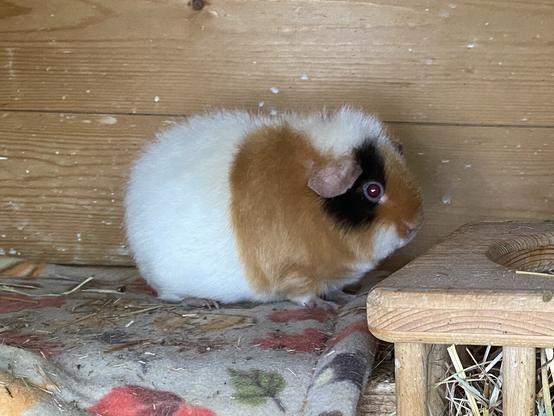 A cute, round little guinea pig in a wooden cage. It’s rear half is white, the front mostly red with black around the eye.