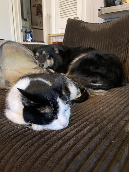 A cat and dog napping together on the couch