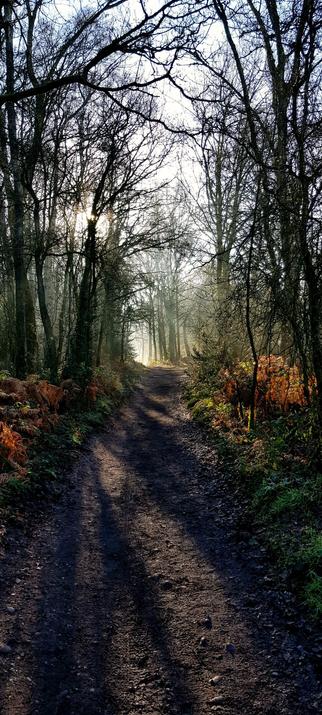 Forest path in January with sunbeams