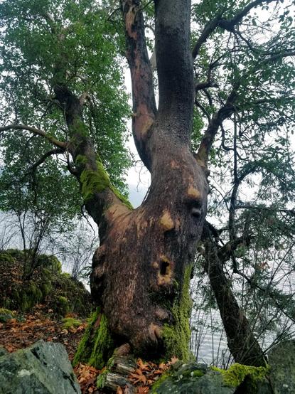 Old growth Arbutus tree