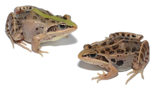 Image of 2 Ptychadena robeensis frogs with different color patterns, taken by Sandra Goutte, PhD.