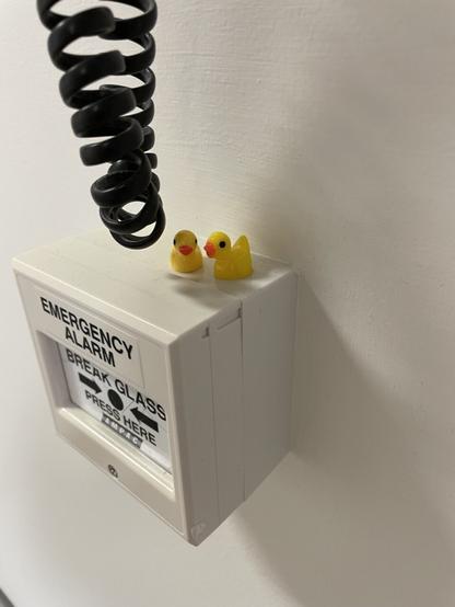 2 small plastic ducks sitting on an “in case of emergency break glass” alarm.