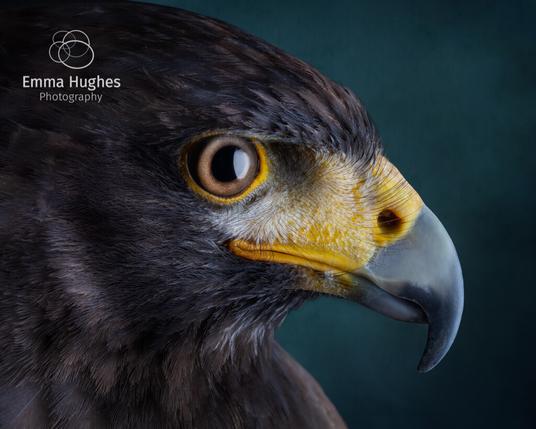 close up side view of a female Harris hawk's head, looking to the right. Dark brown feathers fade off to the left of the image. Her pale brown iris surrounds a large black pupil which has an oval reflection from the studio lighting. Her eye is lipped with bright yellow and the skin which travels towards the beak is also yellow but has sparse tiny black hairs/feathers and pale flakes of skin. Her nostril is large and dark just before the beak emerges steel grey and smooth turning darker as it hooks downwards towards the tip. The background is a dark teal blue which contrasts with the warm tones of the bird.