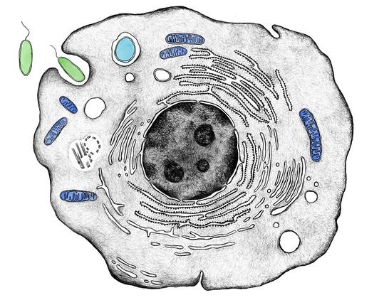 Drawing of a eukaryotic cell with mitochondria highlighted, along with a bacterial endosymbiont and an infecting bacterium.