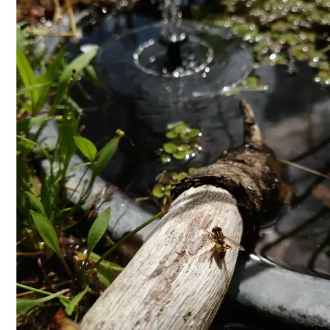 En blomfluga som sitter på kanten av en liten trädgårdsdamm.