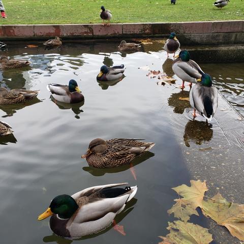 Various pond of ducks scattered in the water. 3 lined up looking in different directions.