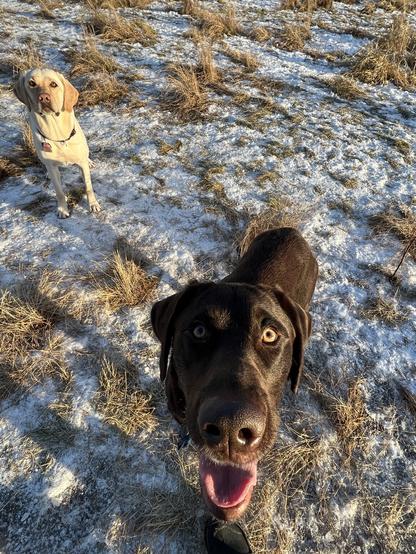 Labrador Retrievers Samantha and Connor beg to have the ball thrown.