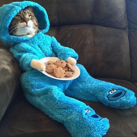 Cat in a onesie holding a plate of cookies on the sofa