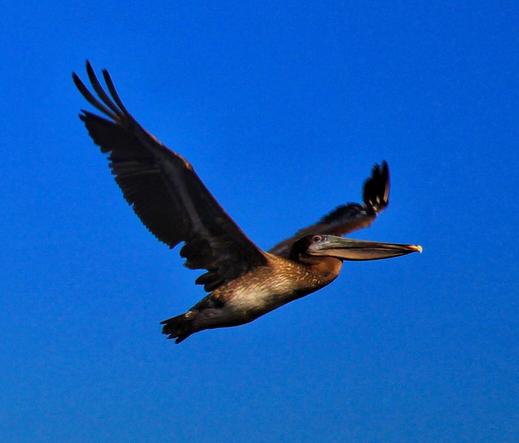 A brown pelican majestically in flight.