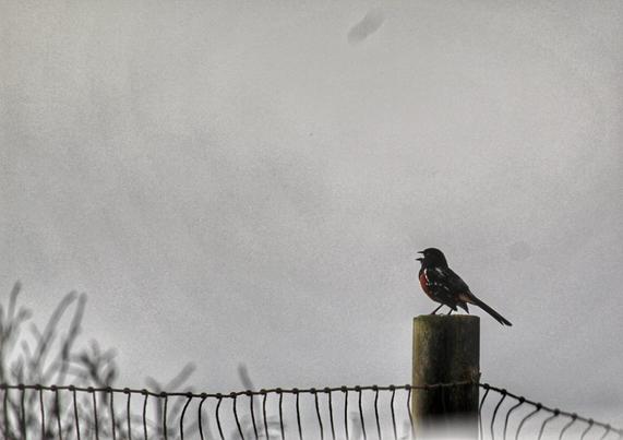 A spotted towhee silhouetted on a fence post, singing with its break wide open.