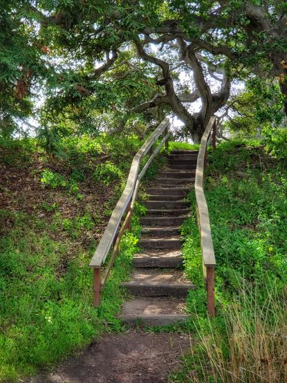 A verdant arch of coast live oak trees above a wooden staircase.