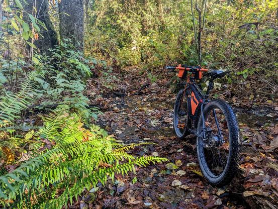 hardtail mountain bike on a forest trail by a creek